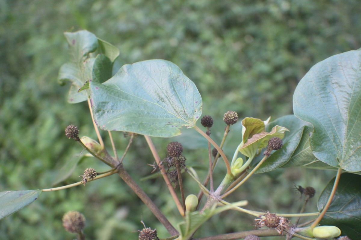 Adina cordifolia (Roxb.) Brandis